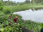 上下游联动齐发力！琼海已清理水浮莲2000余吨 - 海南新闻中心