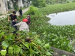 上下游联动齐发力！琼海已清理水浮莲2000余吨 - 海南新闻中心