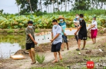 助农纾困 万宁和乐镇莲藕打开销路 - 中新网海南频道